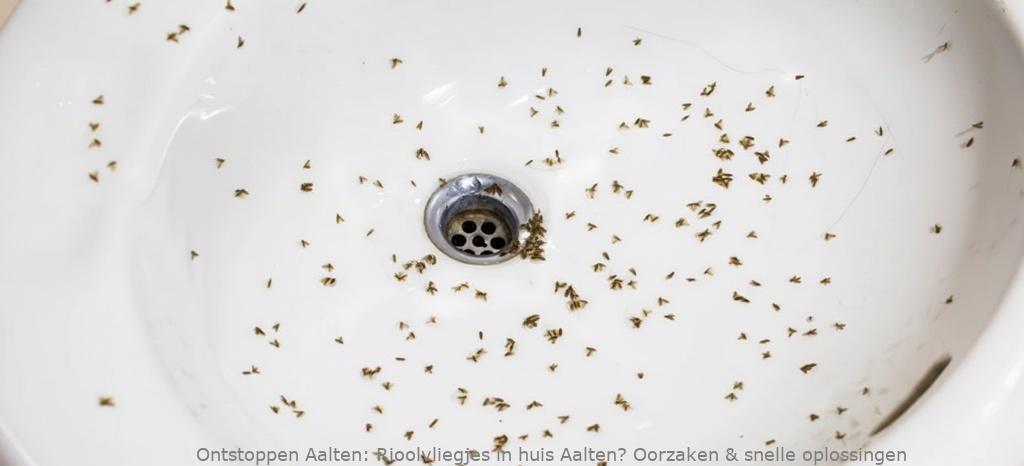 Rioolvliegjes in huis Aalten? Oorzaken & snelle oplossingen